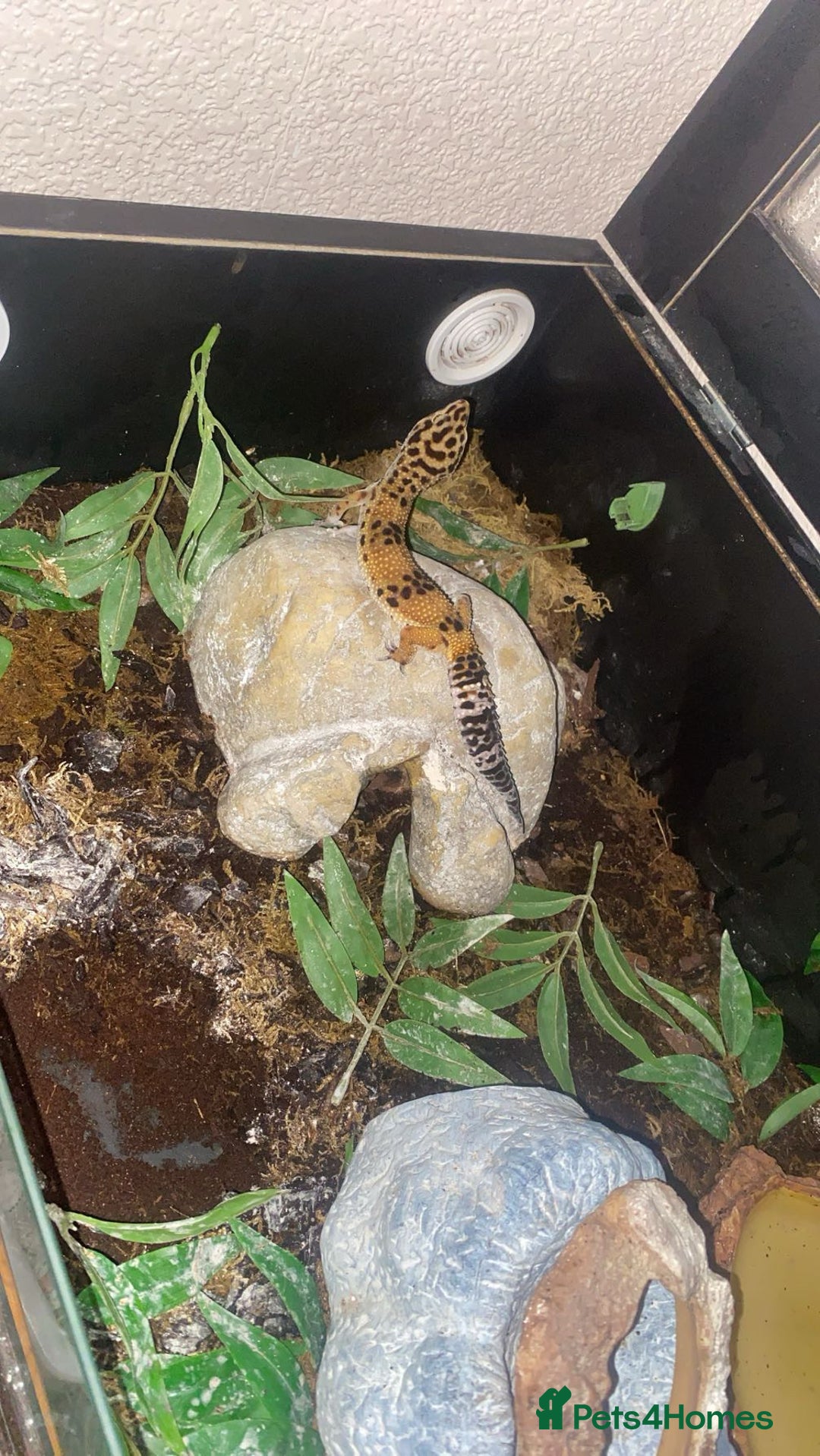 Leopard Gecko reptiles for sale: leopard gecko - Image 6