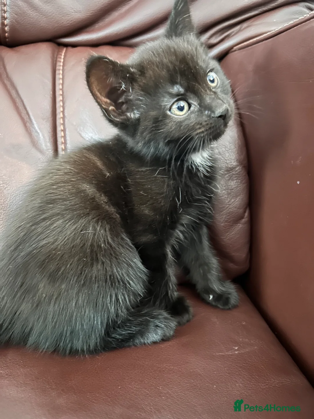 Mixed Breed cats for sale: 2 Beautiful Kittens  - Advert 2