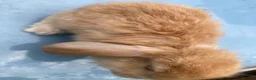 French Lop rabbits for sale: French Lop Bunnies in London - Advert 19