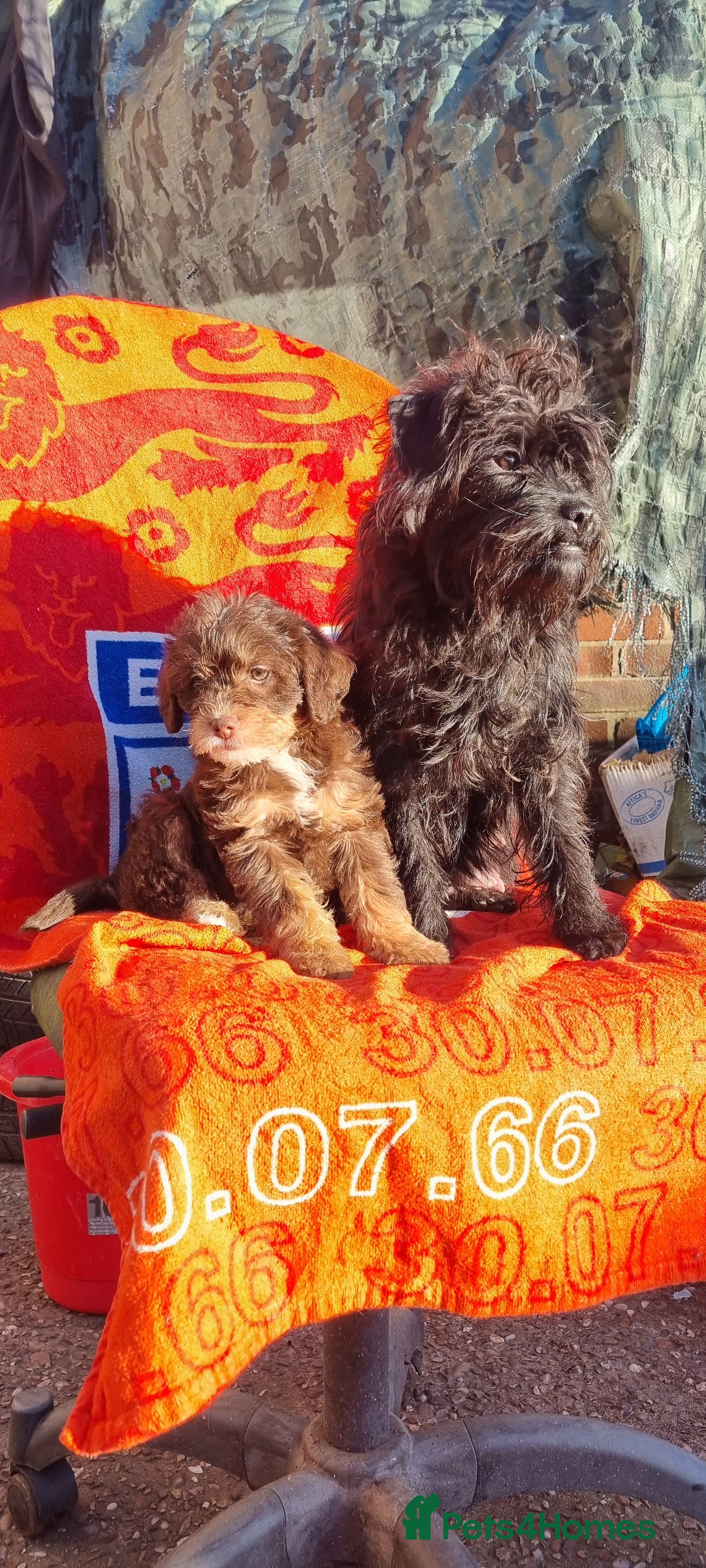 Westiepoo dogs WESTIEPOOS MAGiCAL X's SUPER SMOOTH SILKY n SOFT - Advert 1