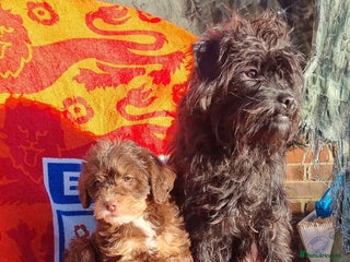 Westiepoo dogs WESTIEPOOS MAGiCAL X's SUPER SMOOTH SILKY n SOFT - Advert 1