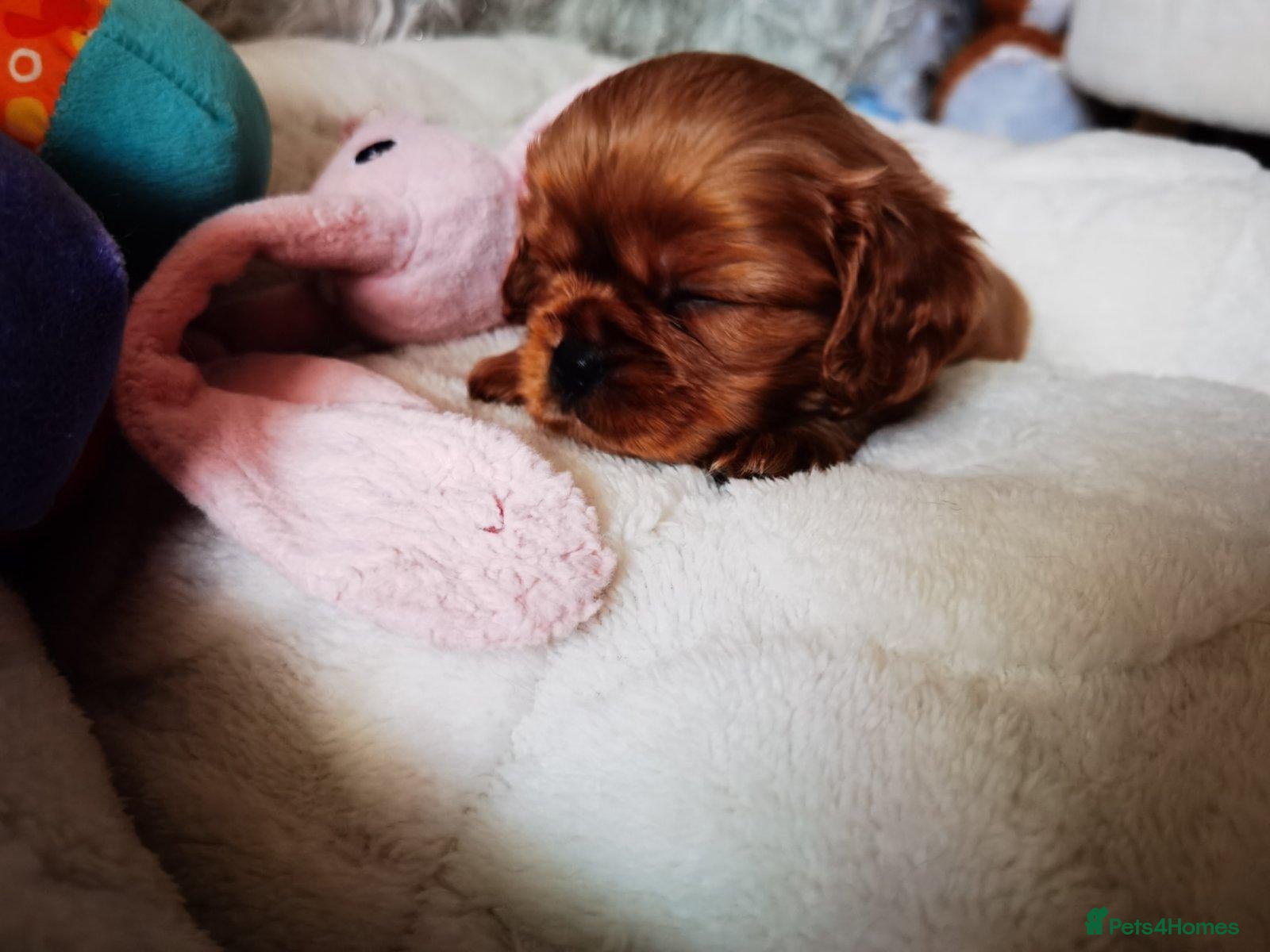 Cavalier King Charles Spaniel dogs Ruby KC registered and DNA tested cavalier boys - Advert 2