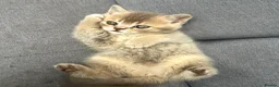 British Shorthair cats for sale: 4 Gorgeous BSH Kittens are ready - Advert 9