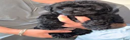 Mixed Breed dogs for sale: Yorkiepoo  - Advert 3