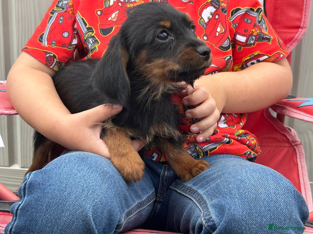 Mixed Breed dogs for sale: Dorkie puppies - Image 15