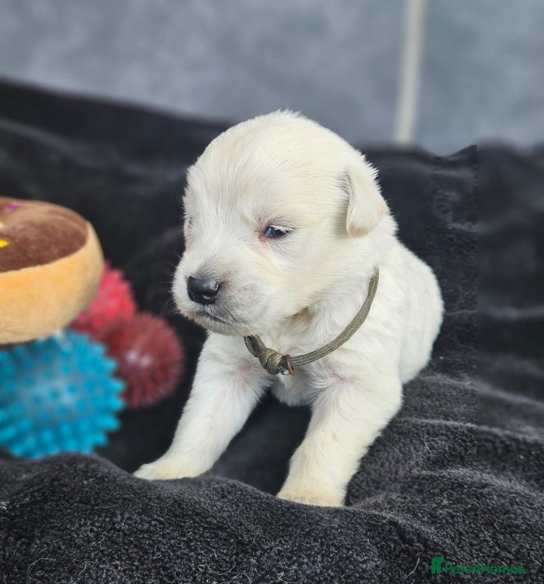 Golden Retriever dogs for sale: Gorgeous kc golden retrievers  - Image 11
