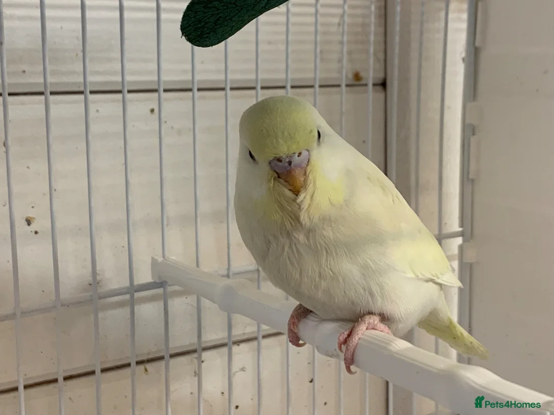 Budgerigars birds for sale: Budgies  - Advert 6