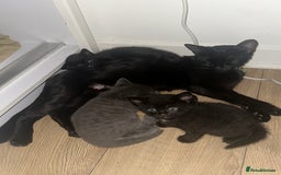 Russian Blue cats for sale: Three half Russian blue kittens  - Image 9