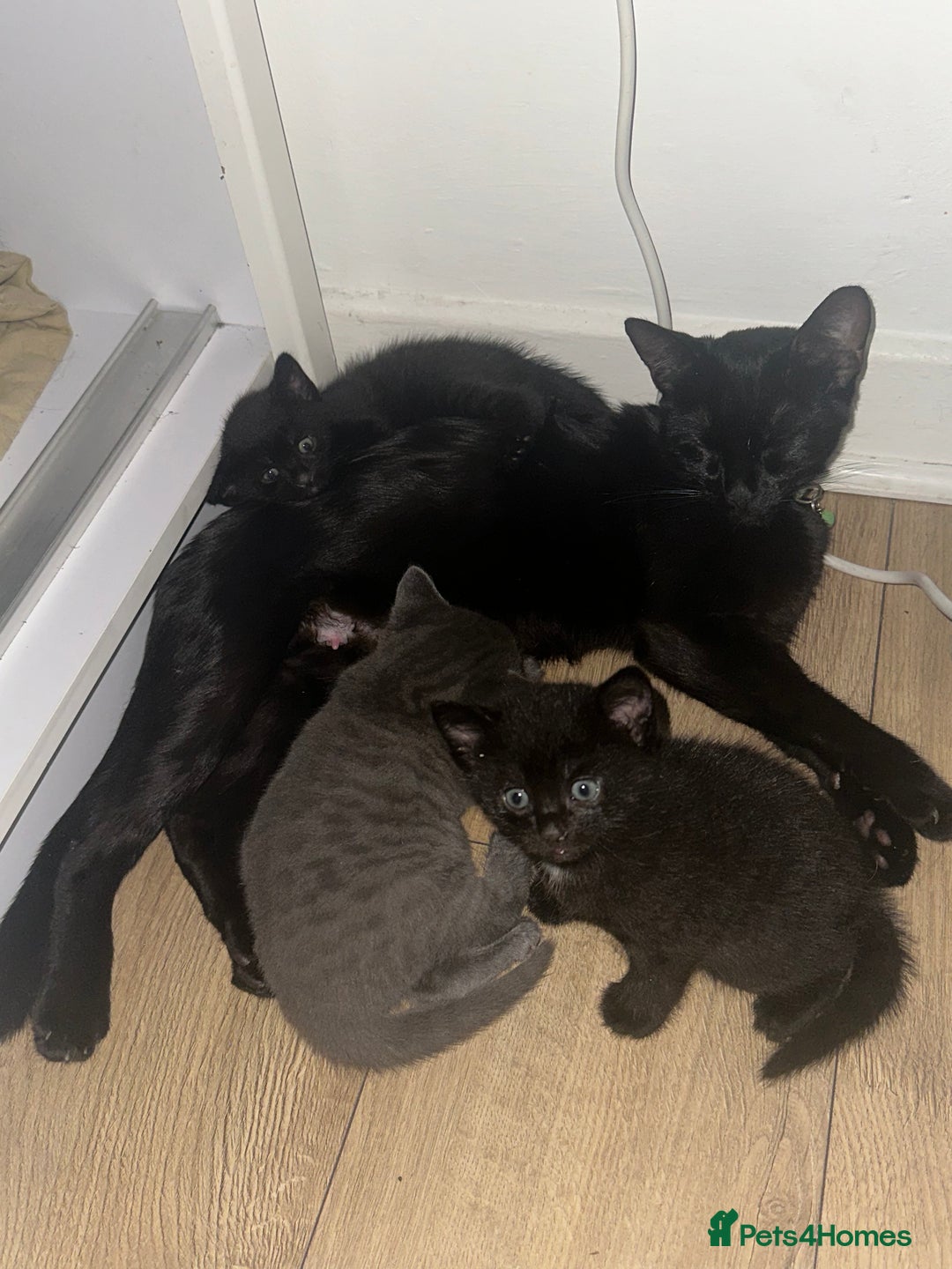Russian Blue cats for sale: Three half Russian blue kittens  - Image 9