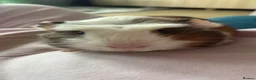 Guinea Pig rodents for sale: Male crested guinea pig - Advert 3
