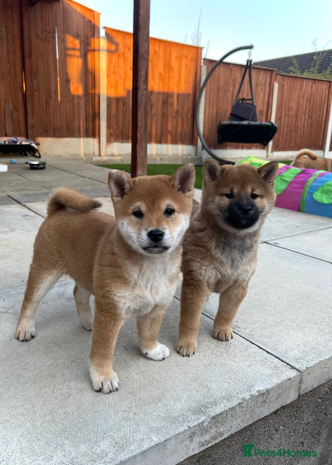 Pomeranian Mix Shiba Mix Puppies For Sale SHIBA INU X MINI POMERANIAN Wag A  Tail Singapore
