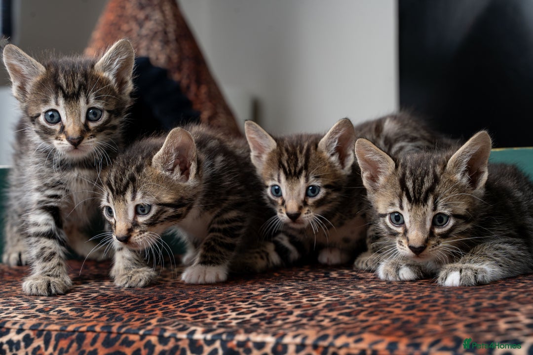 Bengal cats for sale: Gorgeous kittens, Wild-Patterned, Stunning Looks - Image 13