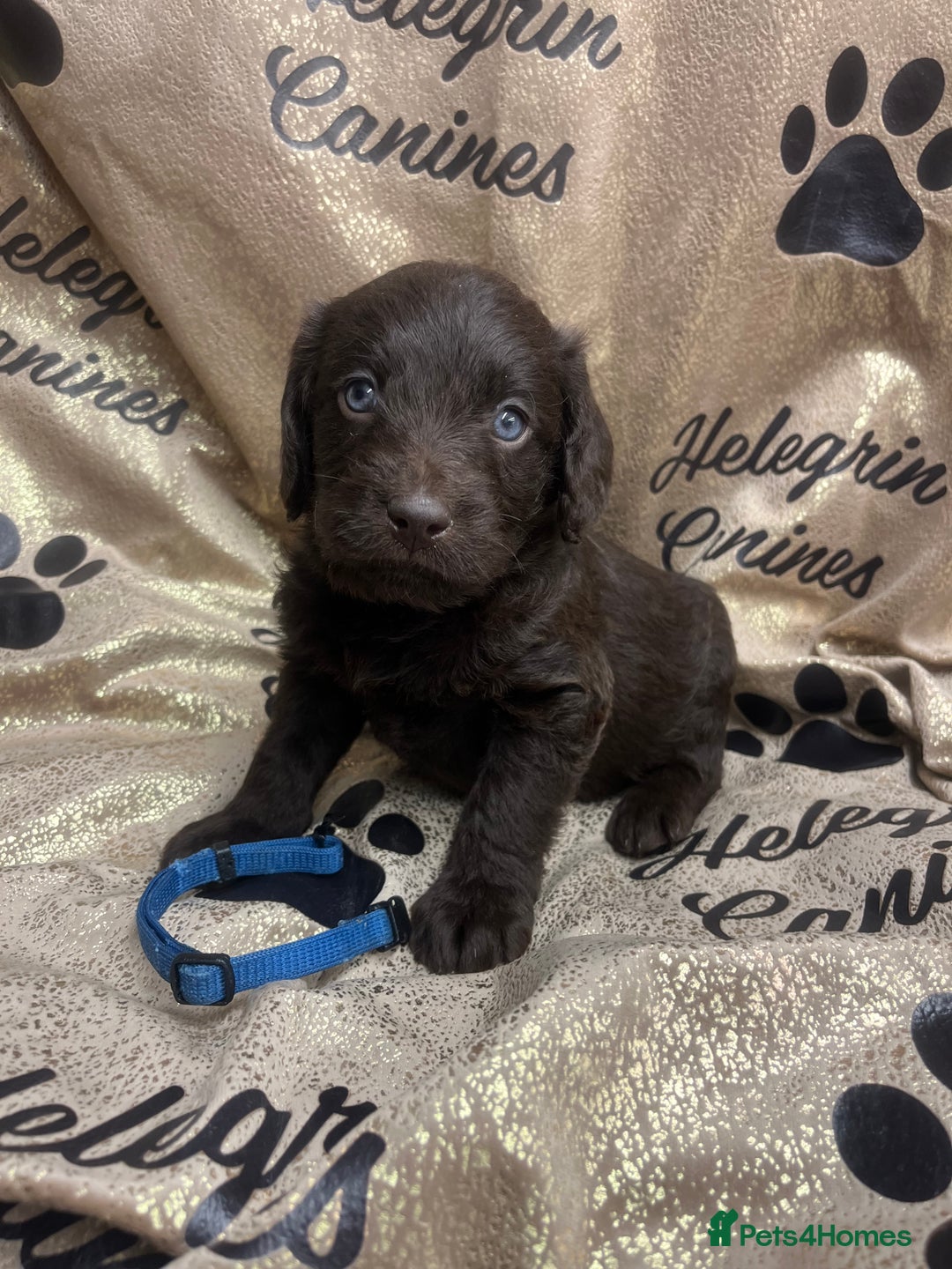 Labradoodle dogs for sale: 5 ⭐️ licensed Home breeder - Advert 2