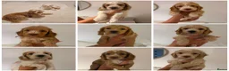 Cockapoo dogs for sale: 8 beautiful Cockapoos - Advert 2