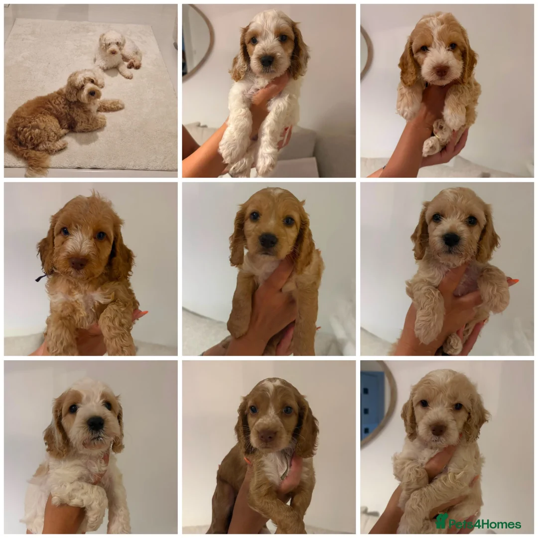 Cockapoo dogs for sale: 8 beautiful Cockapoos - Advert 2