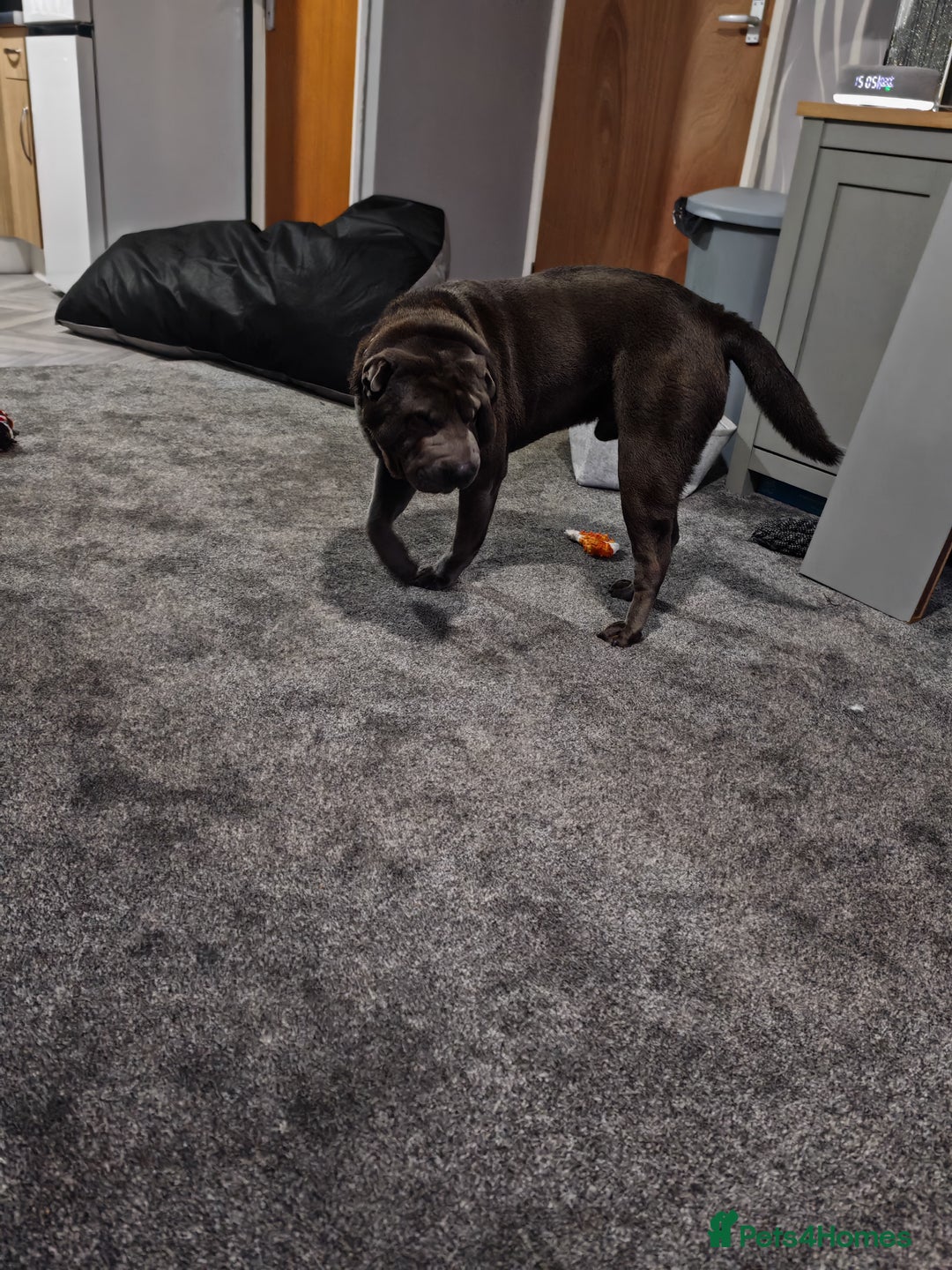 Shar Pei dogs for sale: Male Blue Shar Pei  - Advert 5