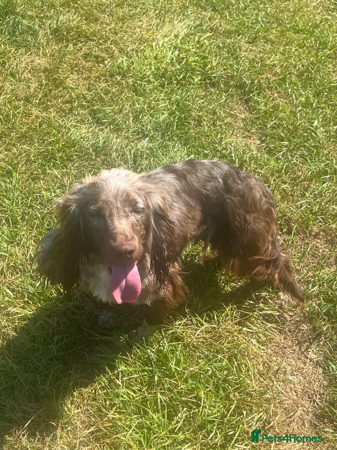 Cocker Spaniel dogs for sale: Cocker spaniel  - Advert 2