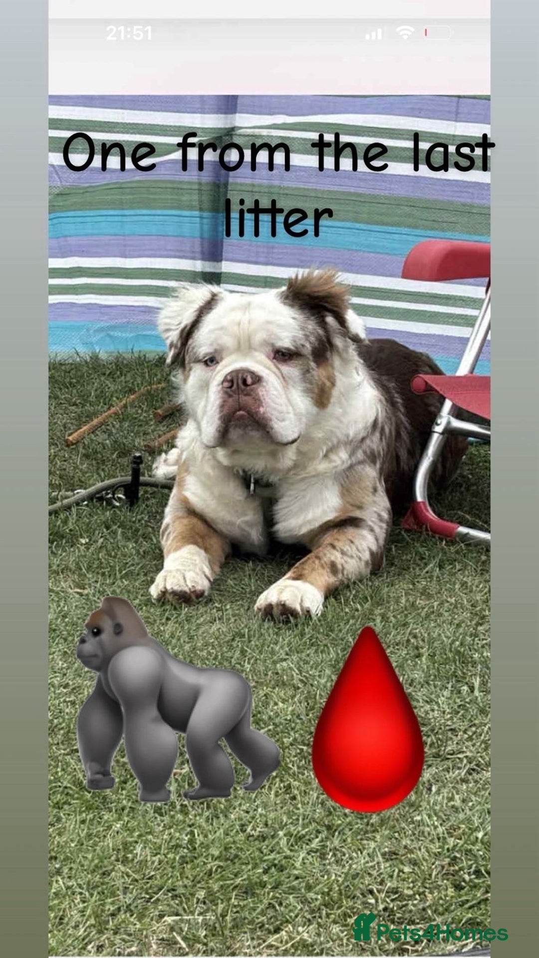 Mixed Breed dogs for sale: FLUFFY OLD TYME ENGLISH BULLDOG  - Advert 18