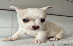 Pomchi dogs for sale: Wonderful pomchi puppies  - Image 4