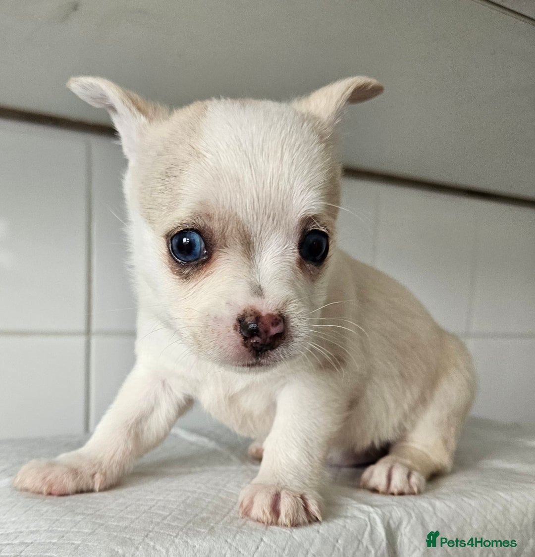 Pomchi dogs for sale: Wonderful pomchi puppies  - Image 4