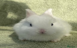 Netherland Dwarf rabbits for sale: 4 x Netherland Dwarf rabbits for sale - Advert 2