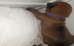 Boxer dogs for sale: Beautiful/Stunning Pedigree Boxer Puppies  - Image 27