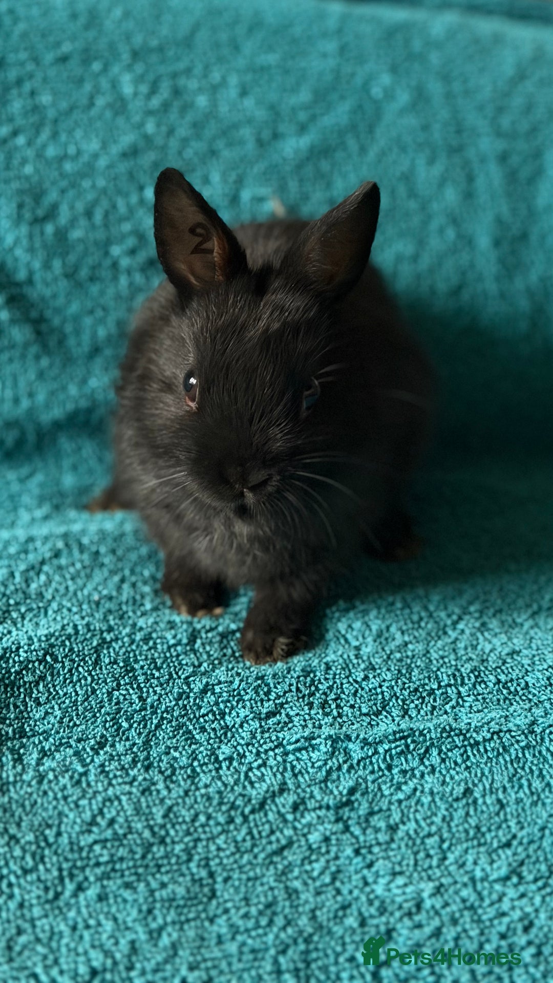 Netherland Dwarf rabbits for sale: Netherland Dwarf - Advert 3
