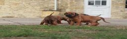 Rhodesian Ridgeback dogs for sale: Masterpiece Litter: South African & European Lines - Advert 12