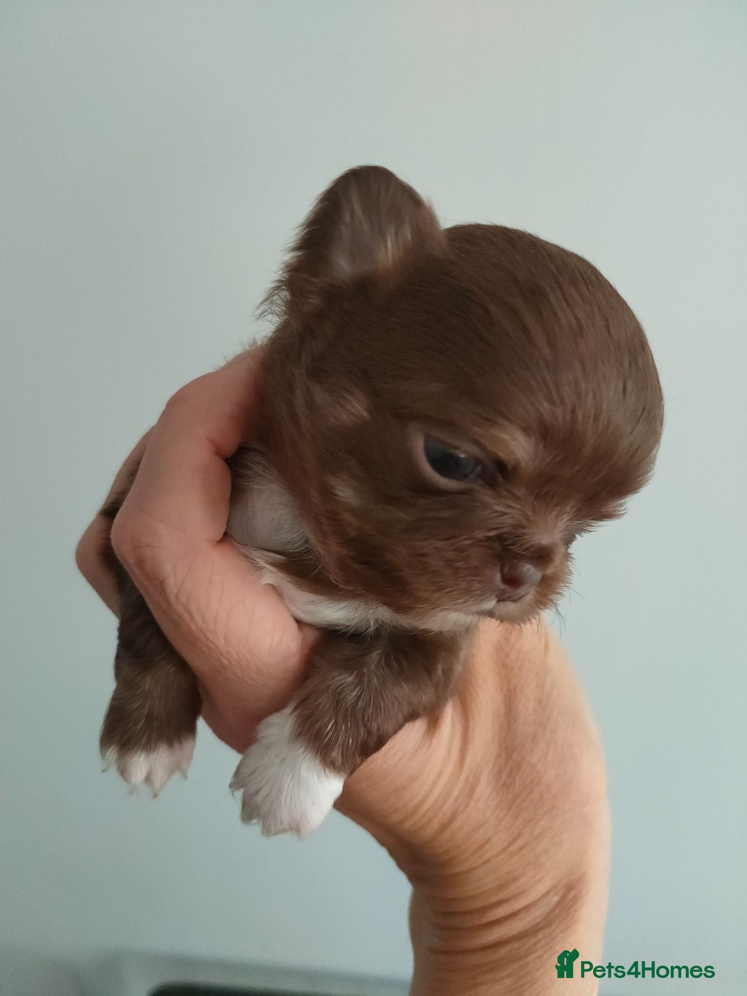 Chihuahua dogs Three stunning long coat puppies  - Advert 1