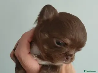 Chihuahua dogs Three stunning long coat puppies - Advert 1