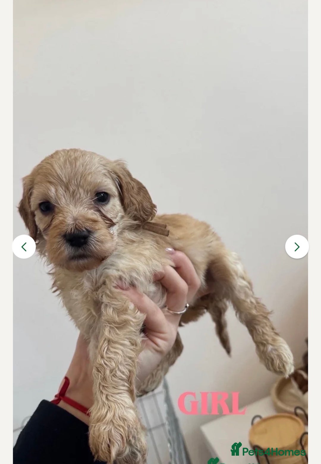 Cockapoo dogs for sale: Beautiful F1 cockapoos  - Advert 3