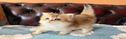 British Shorthair cats for sale: Lovely golden BSH & BLH kittens - Advert 28
