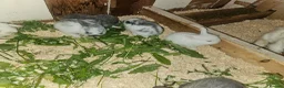 Mini Lop rabbits for sale: 🐰 Mini Lop Rabbits for Sale 🐰 - Advert 6
