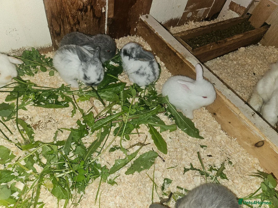 Mini Lop rabbits for sale: 🐰 Mini Lop Rabbits for Sale 🐰 - Advert 6