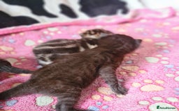 Mixed Breed cats for sale: Beautiful mixed litter - Image 10