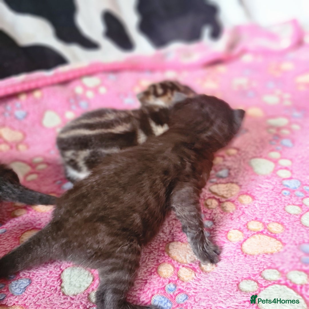 Mixed Breed cats for sale: Beautiful mixed litter - Image 10