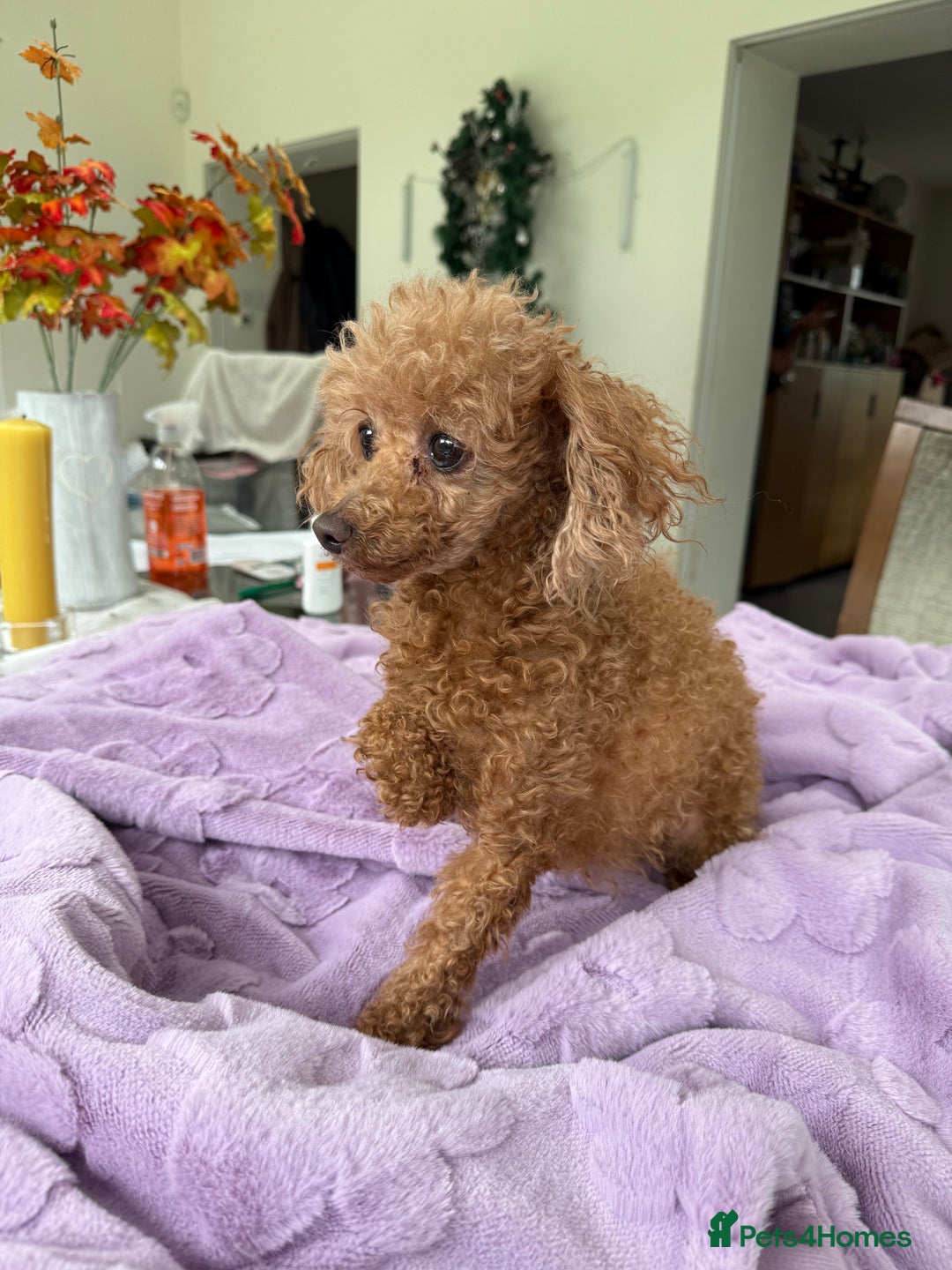 Miniature Poodle dogs for adoption: Eva & Tyson – Left Behind in Silence - Image 6