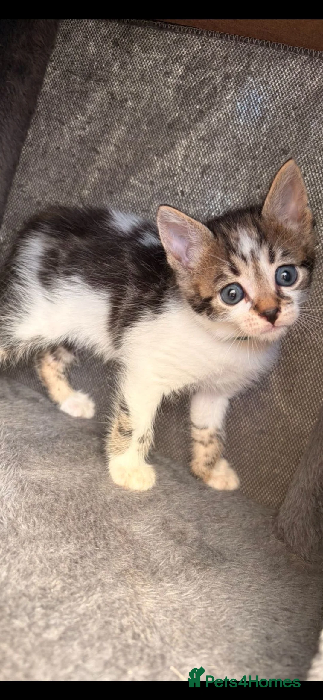 Mixed Breed cats for sale: Kittens  in Liverpool - Advert 7