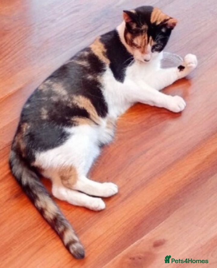 Mixed Breed cats Two beautiful female cats for adoption  - Advert 2