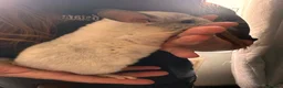 Chinchilla rodents for sale: 2 baby girl chinchillas for sale  in Ammanford - Advert 3