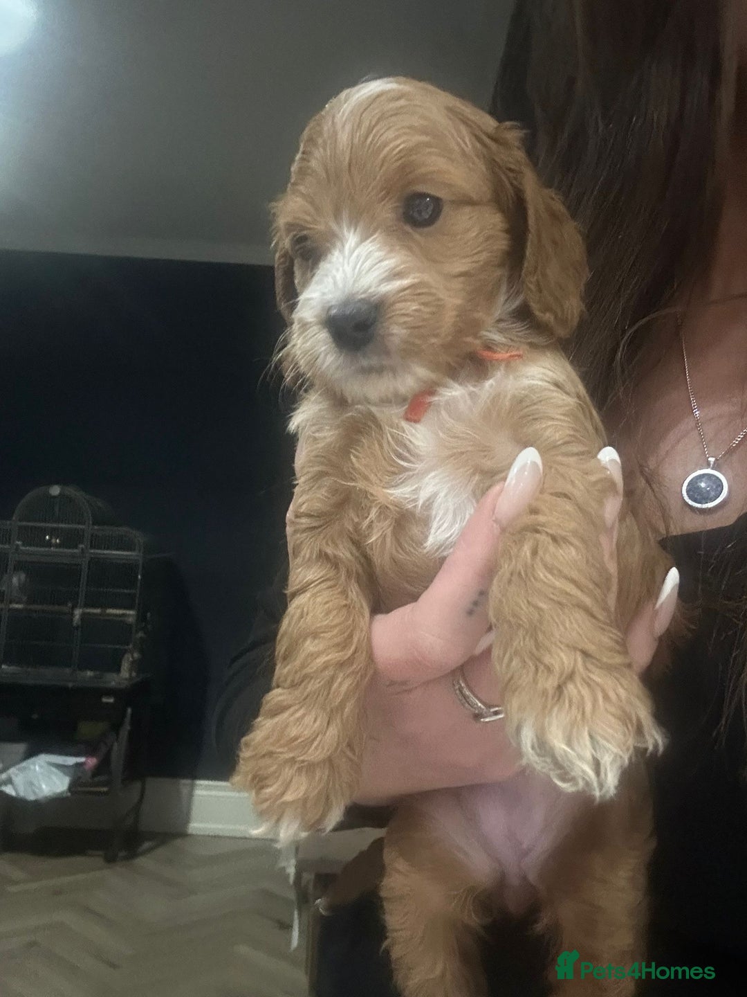 Cockapoo dogs for sale: Stunning F1 Cockerpoo Puppies  - Advert 19