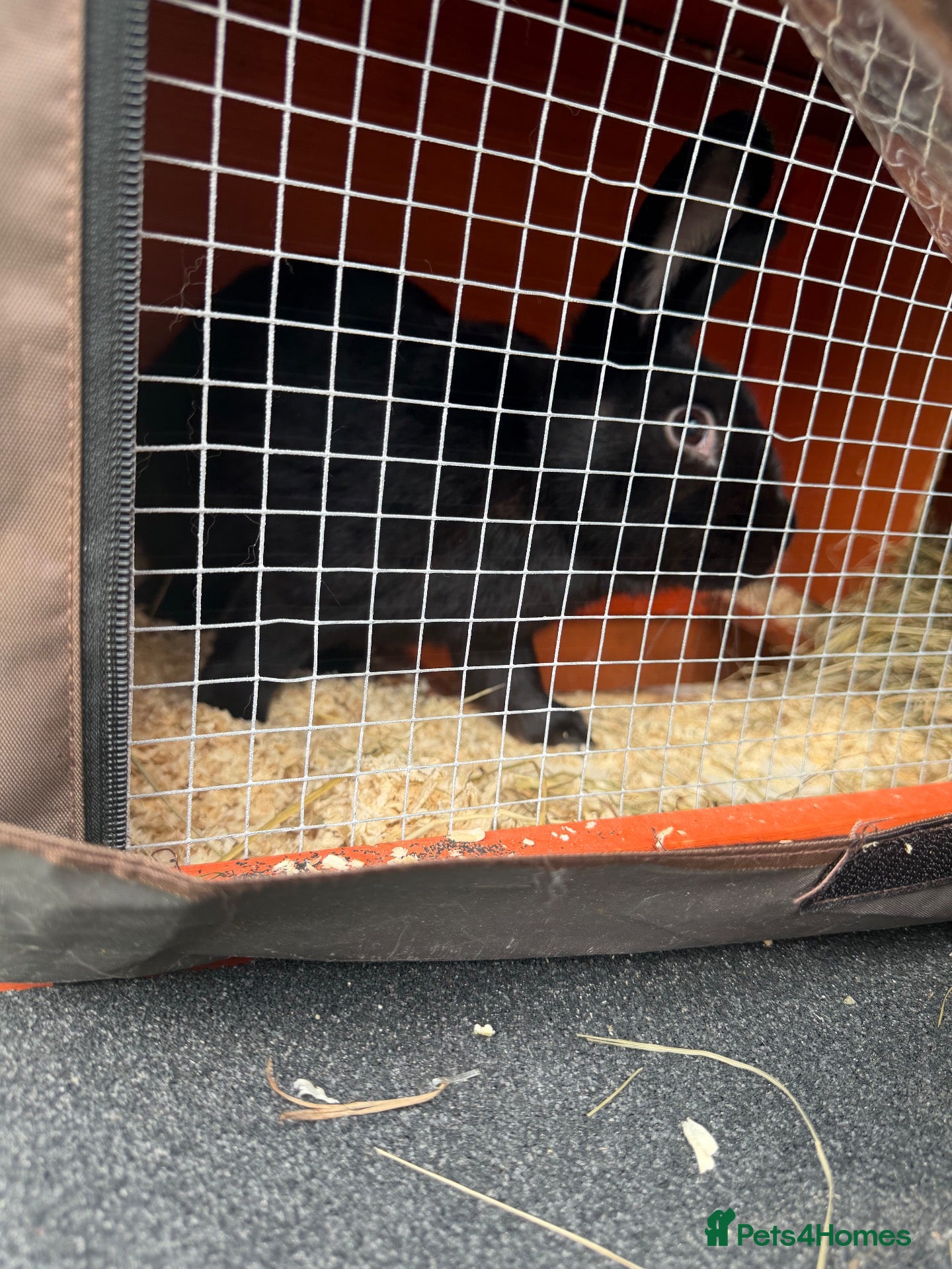 Mixed Breed rabbits Male rabbit looking for a forever home - Advert 5