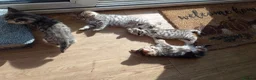 Mixed Breed cats for sale: Cat short hair british - Advert 2
