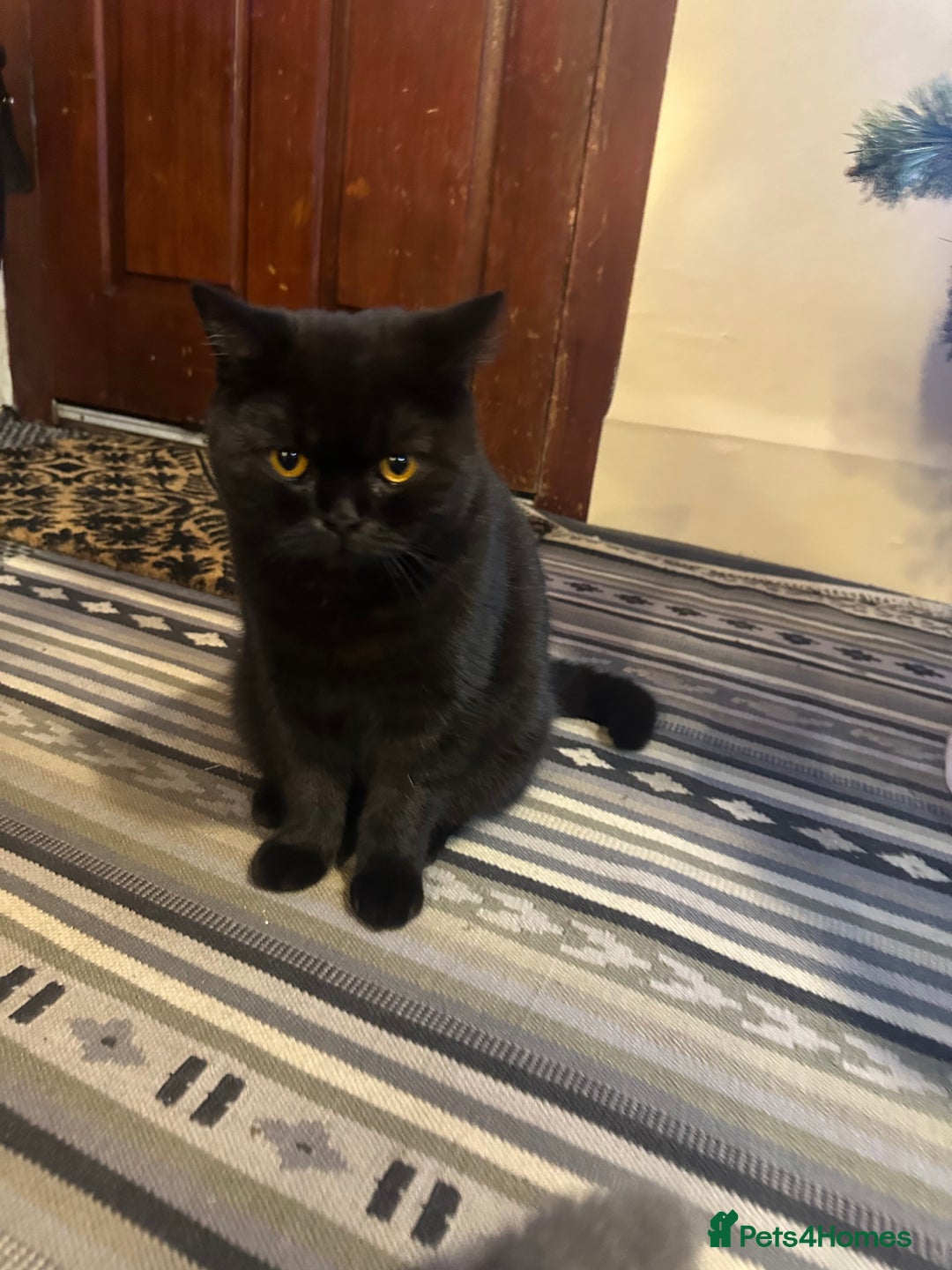 British Shorthair cats for sale: GCCF Registered British Short Hair Male  - Advert 2