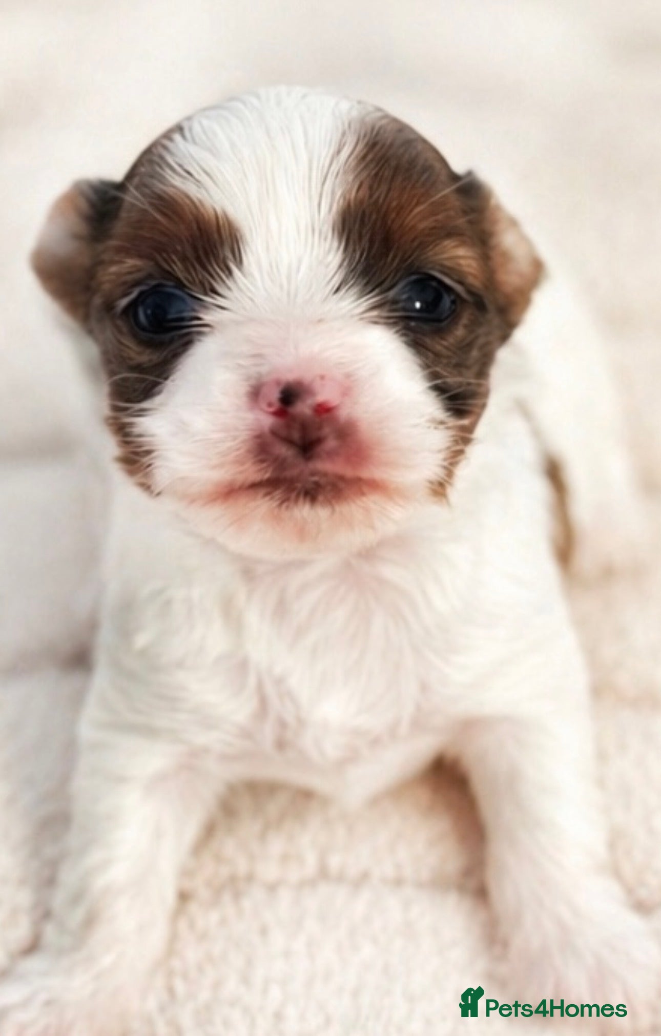 Yorkshire Terrier dogs Tiny & Rare Chocoberry Merle Girl💕  - Advert 2