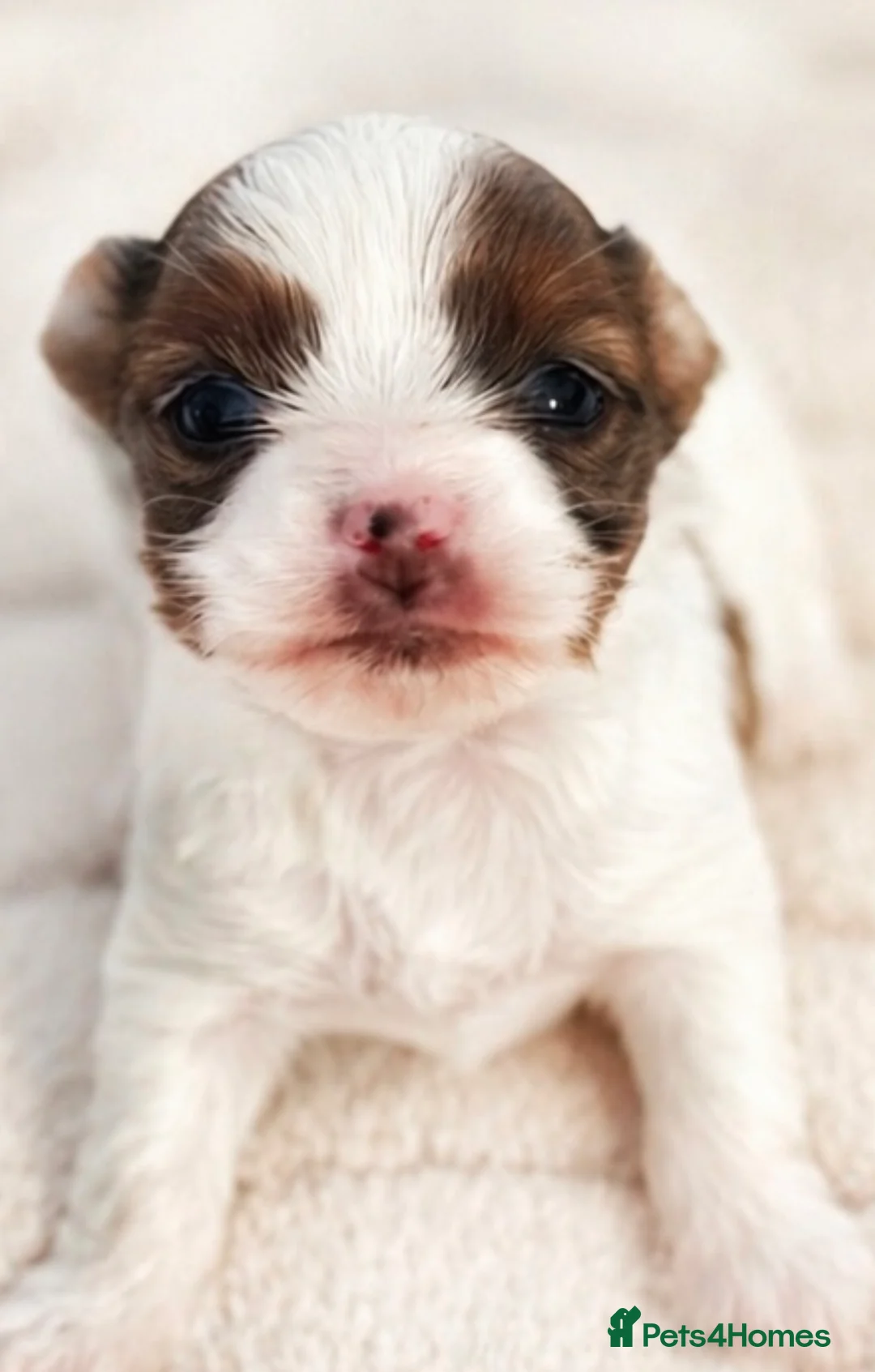 Yorkshire Terrier dogs for sale: Tiny & Rare Chocoberry Merle Girl💕  - Advert 2