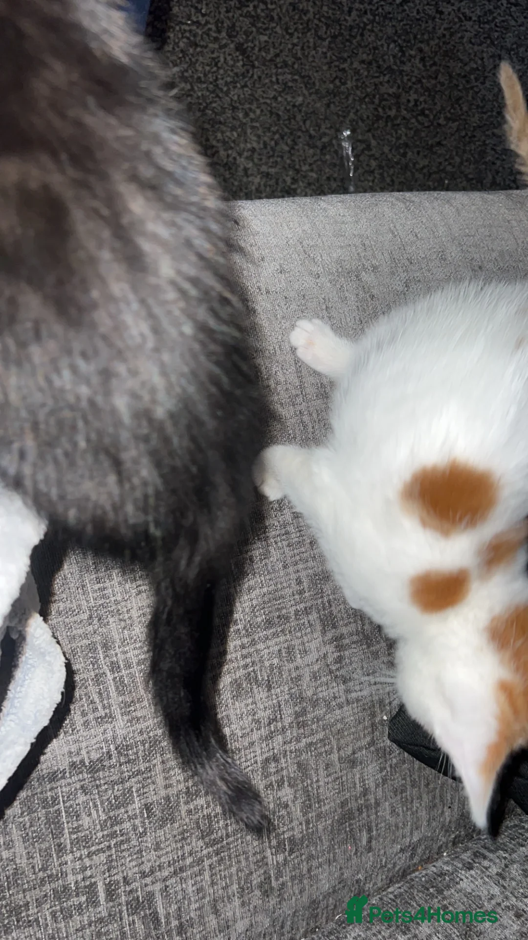 Mixed Breed cats for sale: male kittens - Advert 6