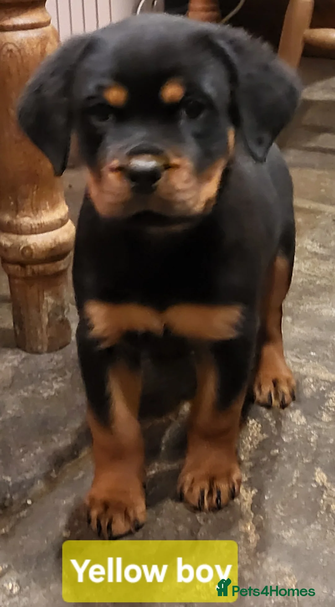 Rottweiler dogs for sale: Chunky Rottweiler Puppies - Advert 8