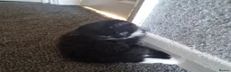 Mixed Breed cats for sale: Beautiful Kittens Looking for Loving Homes - Advert 14