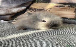 Lionhead rabbits for sale: One male left. Blue eyes. Orange and white - Image 12